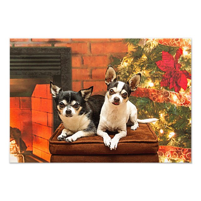 Christmas Chihuahua’s Photo Print (Front)