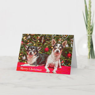 Christmas Chihuahua's Holiday Card