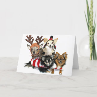 Christmas Chihuahuas Holiday Card