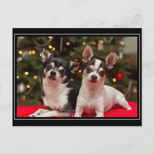 Christmas Chihuahua's Holiday Postcard (Front)