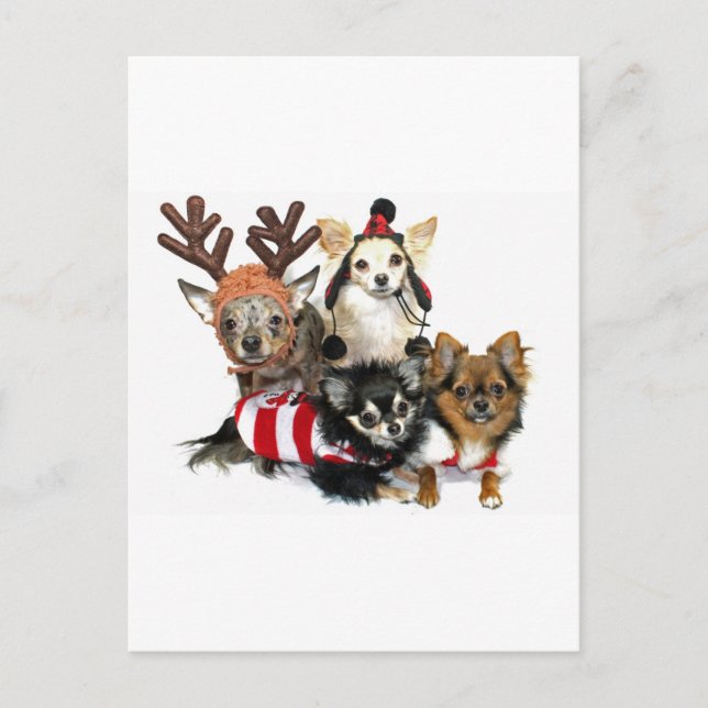 Christmas Chihuahuas Holiday Postcard (Front)
