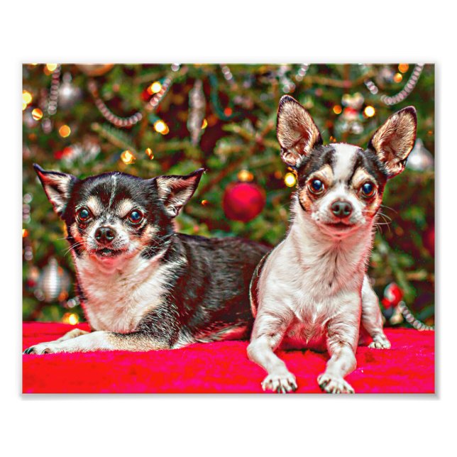Christmas Chihuahua's Photo Print (Front)