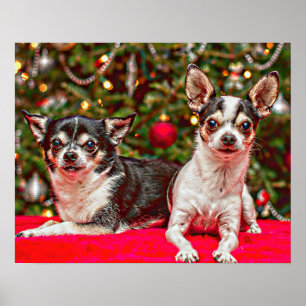 Christmas Chihuahua's Poster