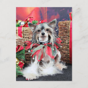 Christmas - Chinese Crested - Sheeba Holiday Postcard