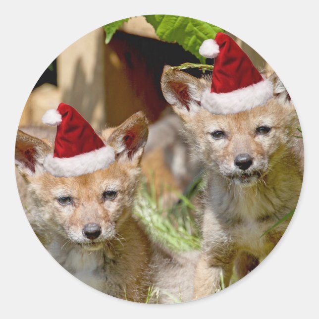 Christmas Coyote Pups Classic Round Sticker (Front)