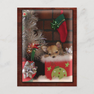 Christmas Cute Chihuahua Puppy In Box Holiday Postcard