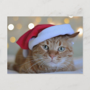 CHRISTMAS CUTE GINGER CAT POSTCARDS