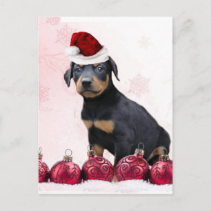 Christmas Doberman puppy Holiday Postcard