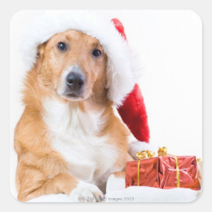 Christmas dog with antler and colourful gifts square sticker