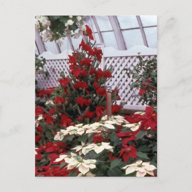 Christmas Floral postcard 2 (Front)