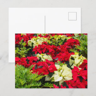 Christmas flower Poinsettia varieties Holiday Postcard