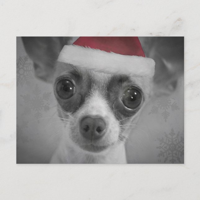 Christmas Funny Chihuahua Puppy with Santa Hat Holiday Postcard (Front)