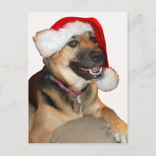 Christmas German Shepherd Holiday Postcard