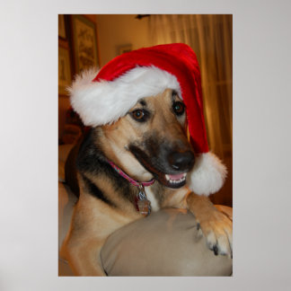 Christmas German Shepherd Poster
