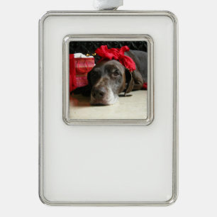 Christmas german shorthaired pointer silver plated framed ornament