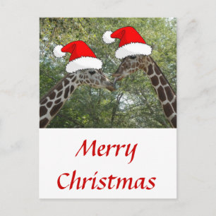 Christmas Giraffes Holiday Postcard