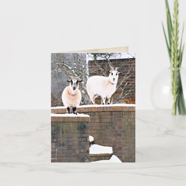 Christmas Goats Holiday Card (Front)