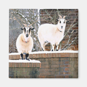 Christmas Goats Magnet