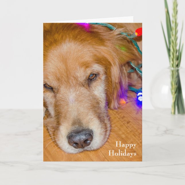 Christmas golden retriever in tangled lights holiday card (Front)