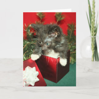 Christmas Greeting Card Kitten Present Gift