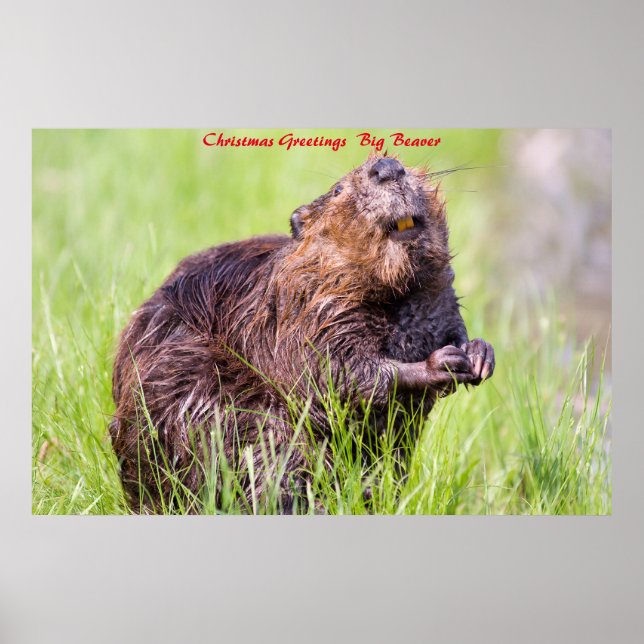 Christmas Greetings Big Beaver Poster (Front)