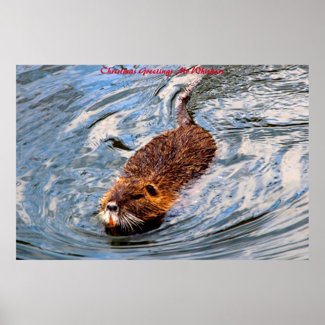 Christmas Greetings  Mr Whiskers Poster (Front)