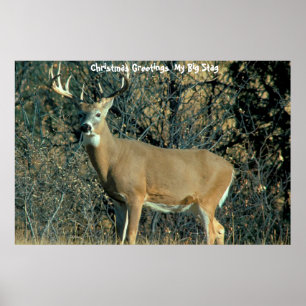 Christmas Greetings  My Big Stag Poster