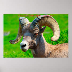 Christmas Greetings  My Honey Goat Poster