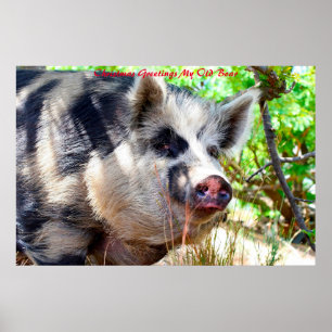 Christmas Greetings My Old Boar Poster
