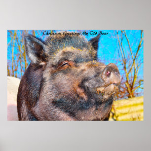 Christmas Greetings My Old Boar Poster