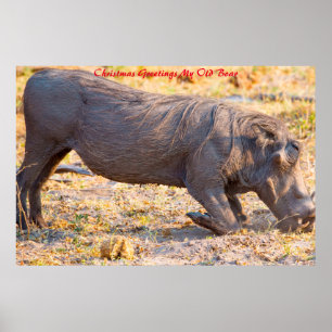 Christmas Greetings My Old Boar Poster