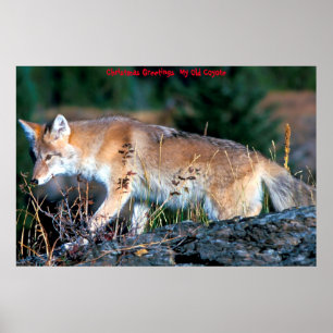 Christmas Greetings  My Old Coyote Poster
