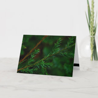 Christmas Holiday Card