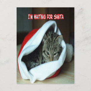 Christmas Holiday kitten Postcard
