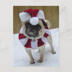 Christmas Holiday Pug in Snow Postcard