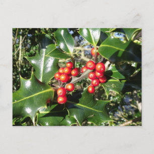 Christmas Holly Berries On Holly Tree Holiday Postcard