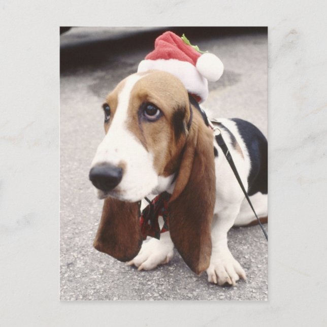 Christmas Hound Holiday Postcard (Front)
