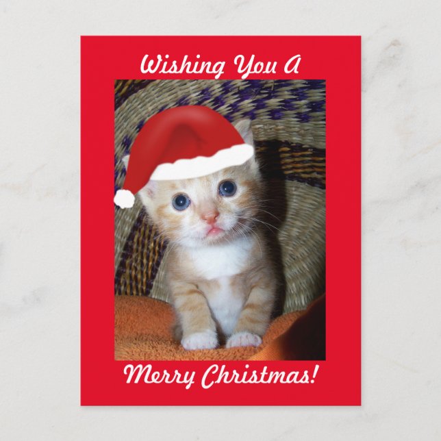 Christmas Kitten Postcard (Front)