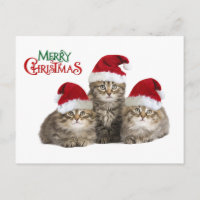 Christmas kIttens
