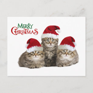Christmas kIttens Holiday Postcard