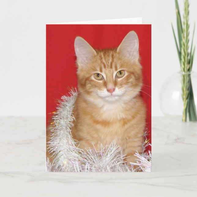 Christmas kitty holiday card (Front)