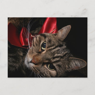 Christmas Kitty Holiday Postcard