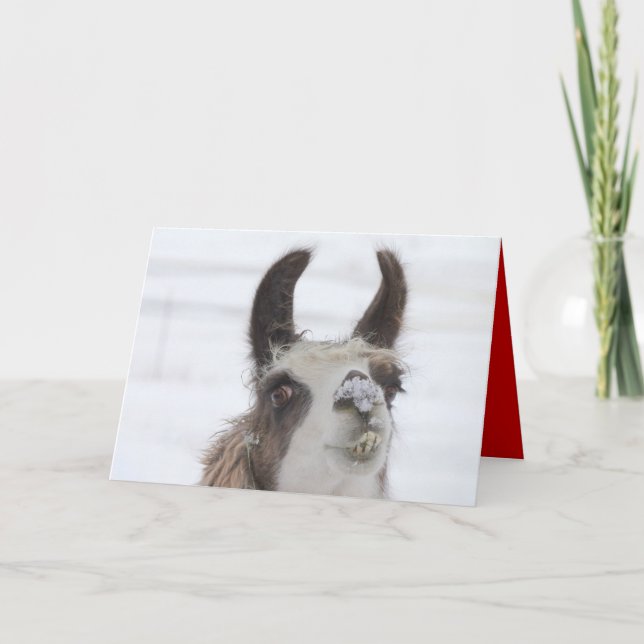 Christmas Llama with Snow on Nose for the Holidays Holiday Card (Front)
