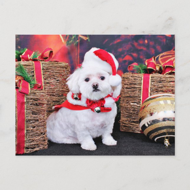 Christmas - Maltese - Zoey Holiday Postcard (Front)