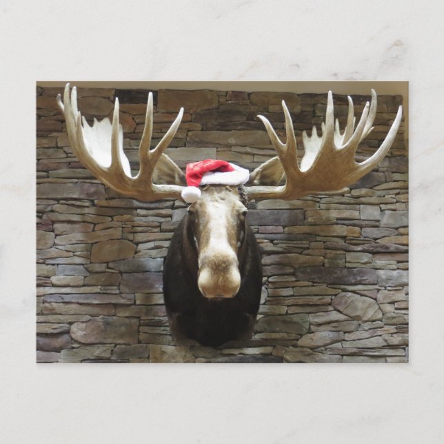 Christmas Moose Holiday Postcard (Front)