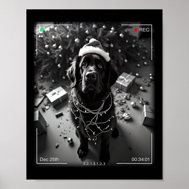 Christmas Newfoundland Dog Caught On Camera  Poster (Front)