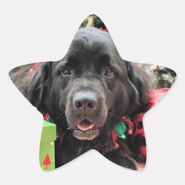 Christmas - Newfoundland - Izzie Star Sticker (Front)