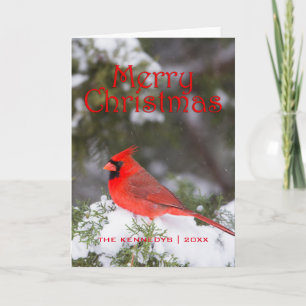 Christmas -Northern Cardinal male in Juniper tree Holiday Card
