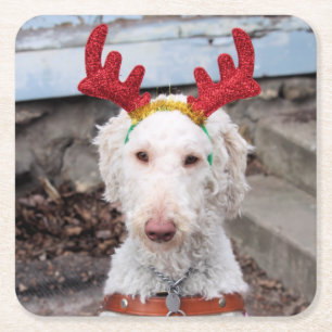 Christmas Ollie Square Paper Coaster