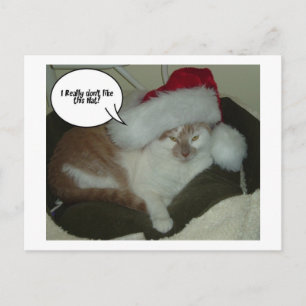 Christmas Orange Tabby Cat Humbug Holiday Postcard